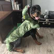 Thumbnail photo of Draco #3