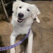 Thumbnail photo of Suki #1