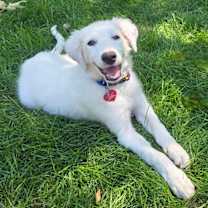 Thumbnail photo of Suki #2