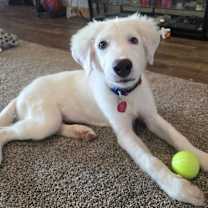 Thumbnail photo of Suki #3