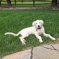 Thumbnail photo of Suki #4