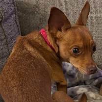 Thumbnail photo of Pickles #2