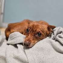 Thumbnail photo of Pickles #3