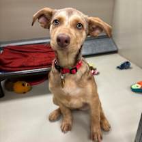 Thumbnail photo of Neveah #4