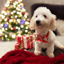 Thumbnail photo of Alfie-Sweet 4mo Puppy! #1