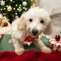 Thumbnail photo of Alfie-Sweet 4mo Puppy! #3