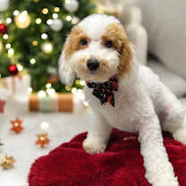 Thumbnail photo of Augustus #2