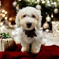 Thumbnail photo of Casanova-Adorable Puppy! #1