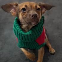 Thumbnail photo of Pocus #1