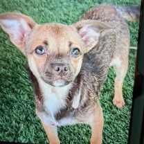 Thumbnail photo of Pocus #3