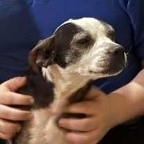 Thumbnail photo of Binx (Miles) #1