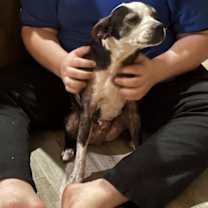 Thumbnail photo of Binx (Miles) #2