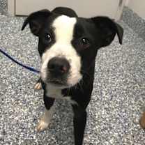 Thumbnail photo of Binx (Miles) #3