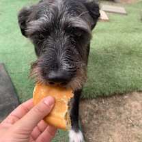 Thumbnail photo of Shadow #4