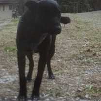 Thumbnail photo of Smarty McJolly-Adoptable Awaiting S/N #3