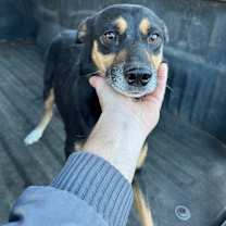 Thumbnail photo of Zoo-Adoptable Awaiting S/N #2