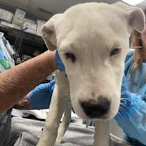 Thumbnail photo of Cannellini #1