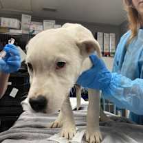 Thumbnail photo of Cannellini #2