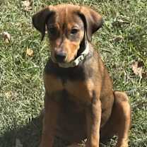 Thumbnail photo of Indiana Bones #2