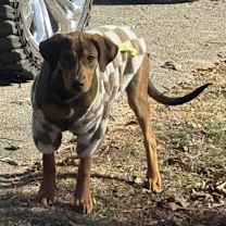 Thumbnail photo of Indiana Bones #4