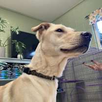 Thumbnail photo of Lovey #1