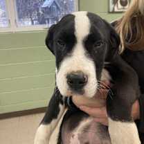 Thumbnail photo of Pinto #1