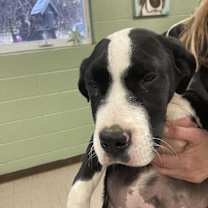 Thumbnail photo of Pinto #2