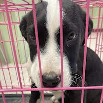 Thumbnail photo of Pinto #3