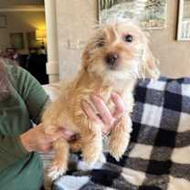 Thumbnail photo of Birdi #1