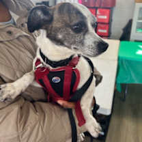 Thumbnail photo of Chip #2