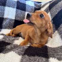 Thumbnail photo of Vespa #2