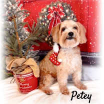 Thumbnail photo of Peter #1