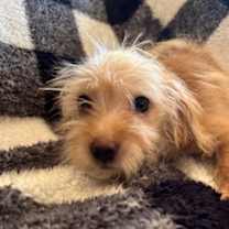 Thumbnail photo of Birdi #3