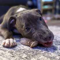 Thumbnail photo of Frost #2