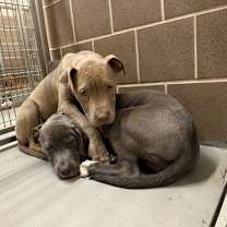 Thumbnail photo of Frost #3