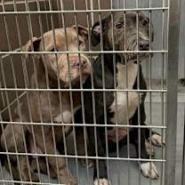 Thumbnail photo of Frost #4