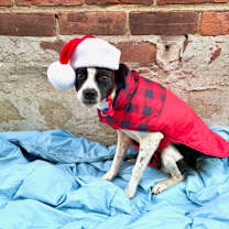 Thumbnail photo of Pixie #1