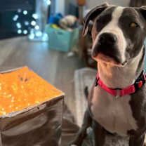 Thumbnail photo of Rosie #3