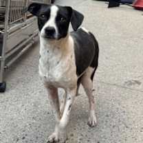 Thumbnail photo of Pixie #2