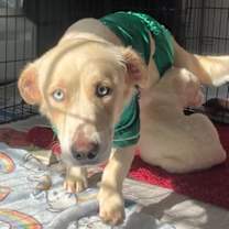 Thumbnail photo of Molly #1