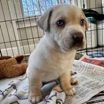 Thumbnail photo of Milly #3