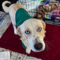 Thumbnail photo of Molly #3