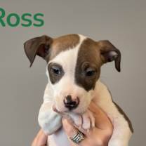 Thumbnail photo of Ross- Green #1