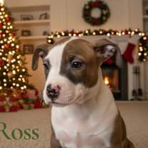 Thumbnail photo of Ross- Green #2