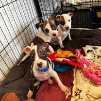 Thumbnail photo of Ross- Green #3