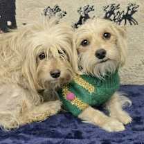 Thumbnail photo of Maisy & Millie #1
