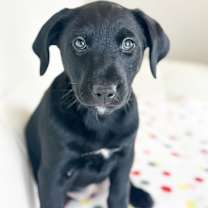 Thumbnail photo of Cake Litter- Carrot Cake #1
