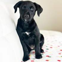 Thumbnail photo of Cake Litter- Carrot Cake #3