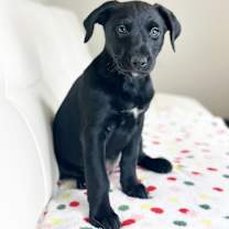 Thumbnail photo of Cake Litter- Carrot Cake #4