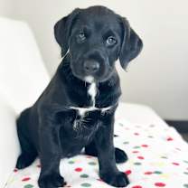 Thumbnail photo of Cake Litter- Chocolate Lava #1